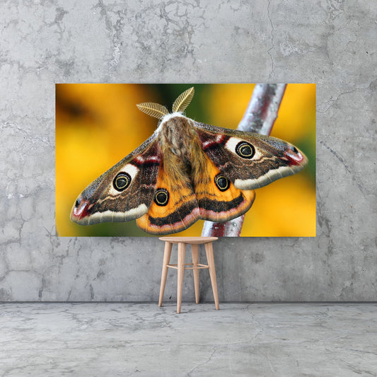 Stunning Yellow Moth Macro Nature Canvas Wall Art, perfect for adding vibrant detail to any room or office decor.