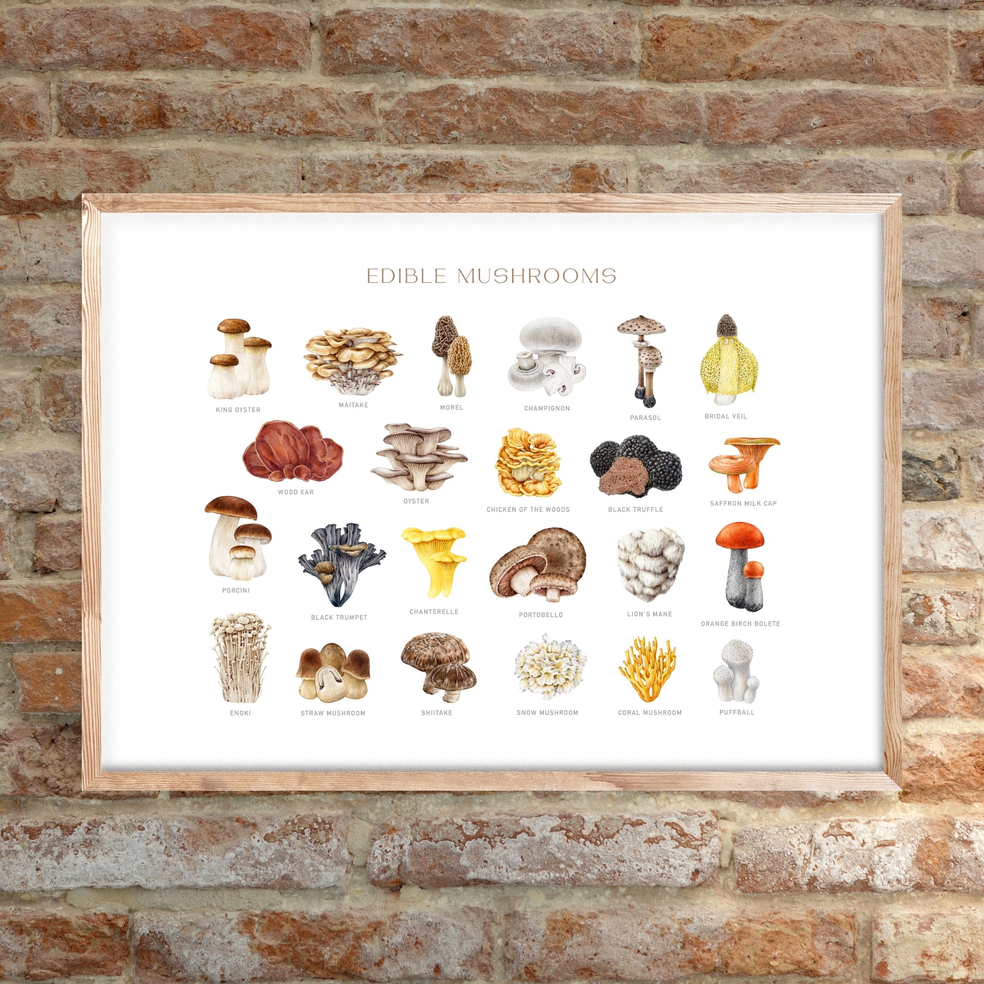 Edible Mushrooms Watercolor Fine Art Print showcasing various mushrooms, crafted on premium cold press watercolor paper.