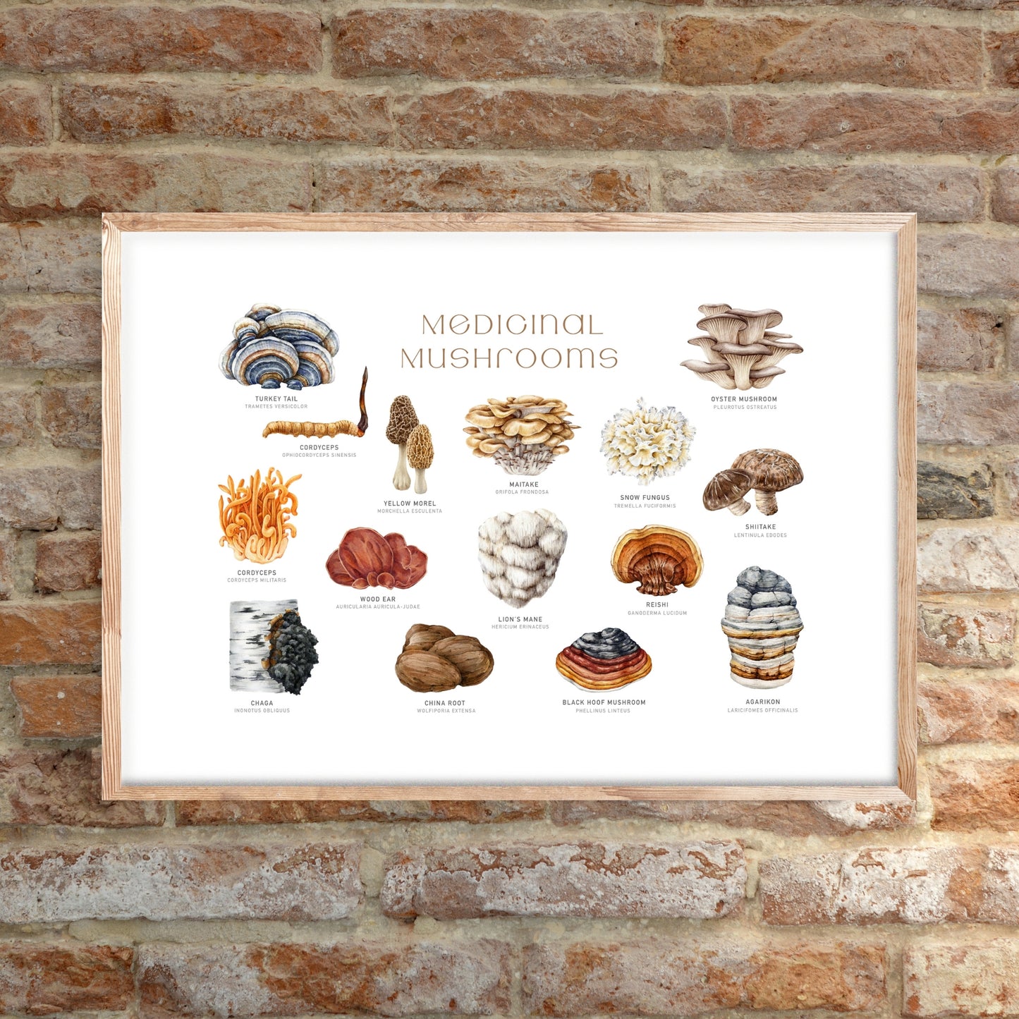 Explore the Medicinal Mushrooms Watercolor Fine Art Print, a vibrant piece showcasing various medicinal mushrooms.